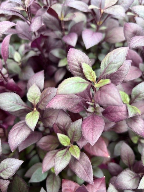 ALTERNANTHERA hybrida Choco Chilli